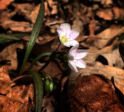 Claytonia virginica, Spring Beauty