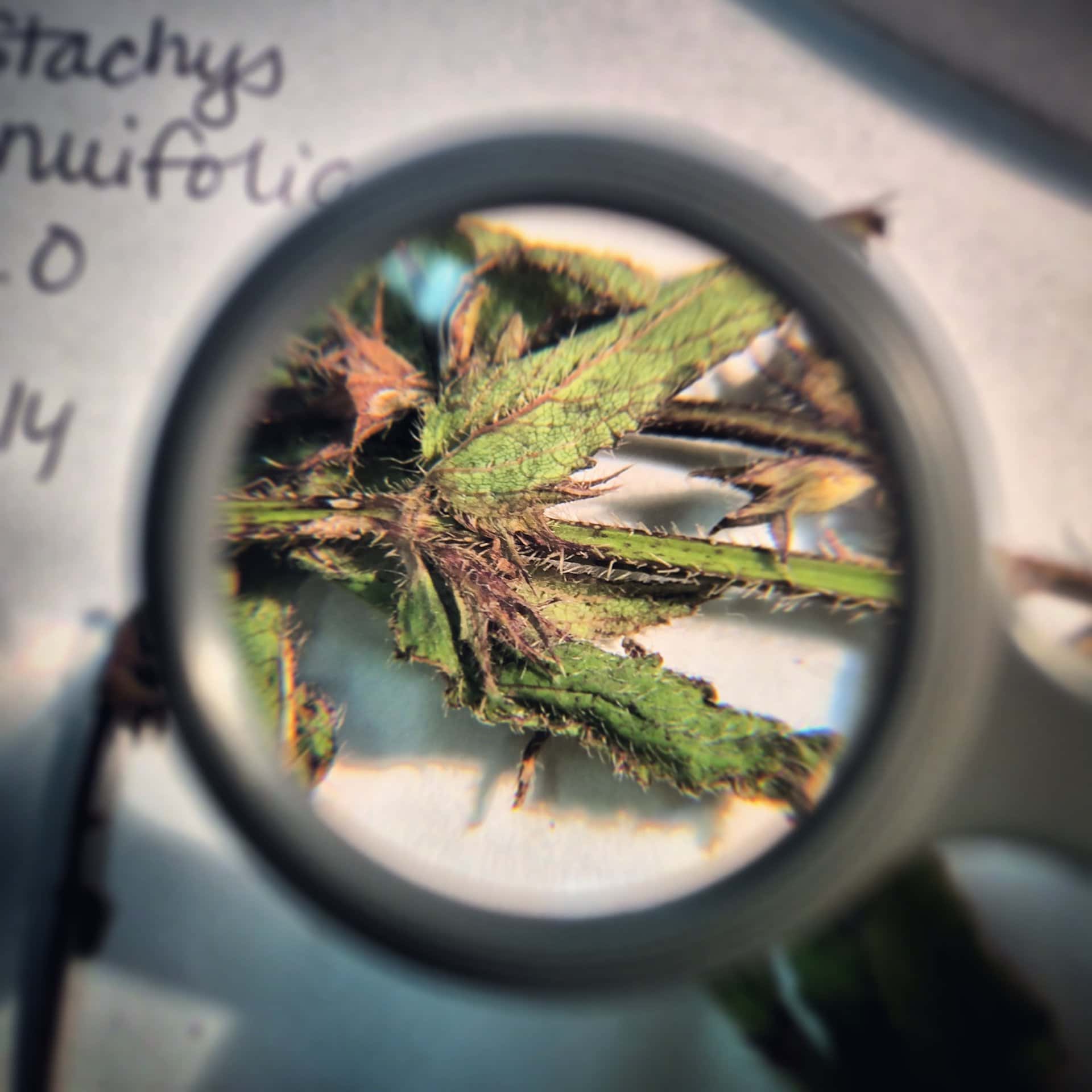 Closeup of plant under magnifying glass