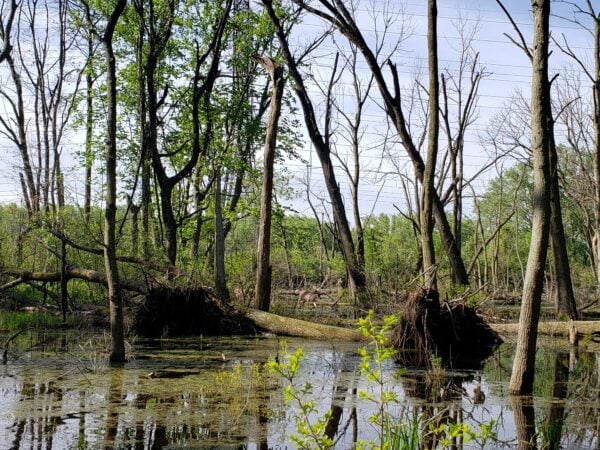 Trees in a bog