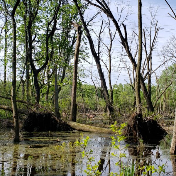 Trees in a bog