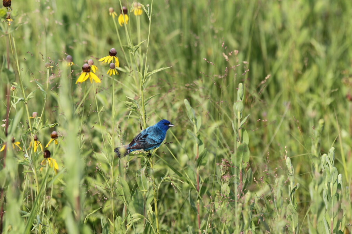 Blue bird perched on prarie grass