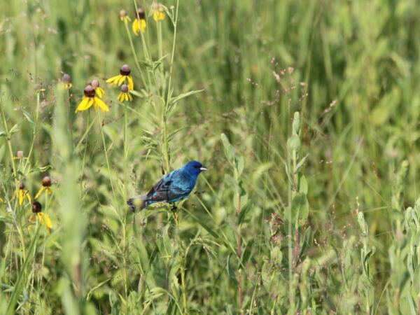 Blue bird perched on prarie grass