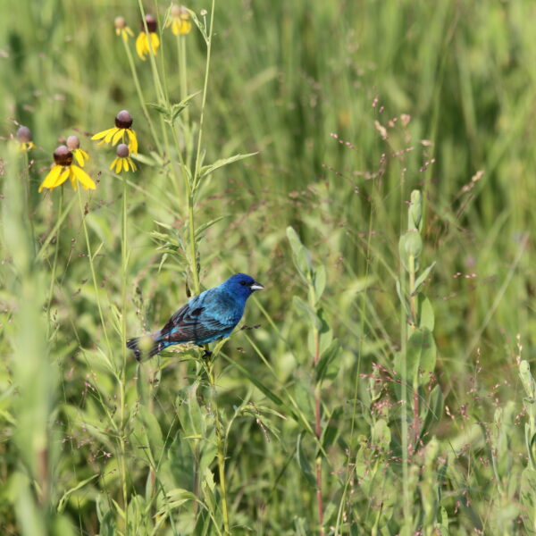 Blue bird perched on prarie grass