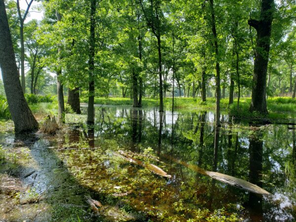 Waterlogged forrest