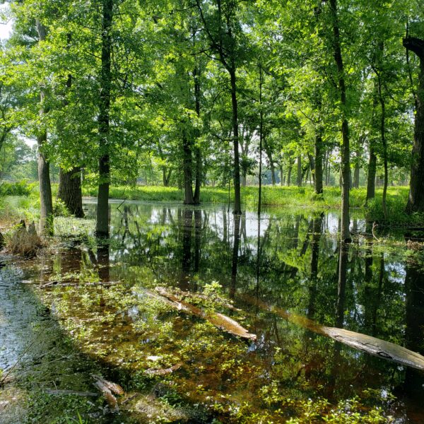 Waterlogged forrest