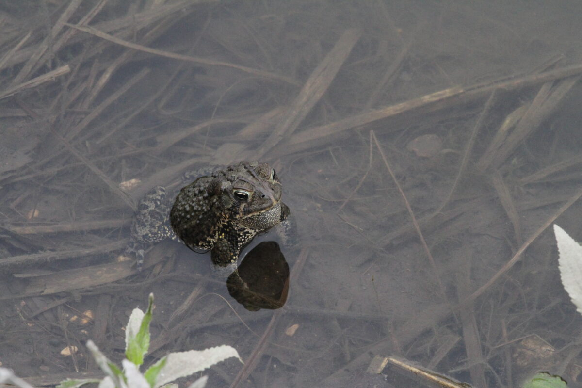 Toad in a pond