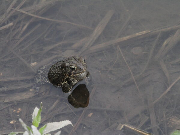 Toad in a pond