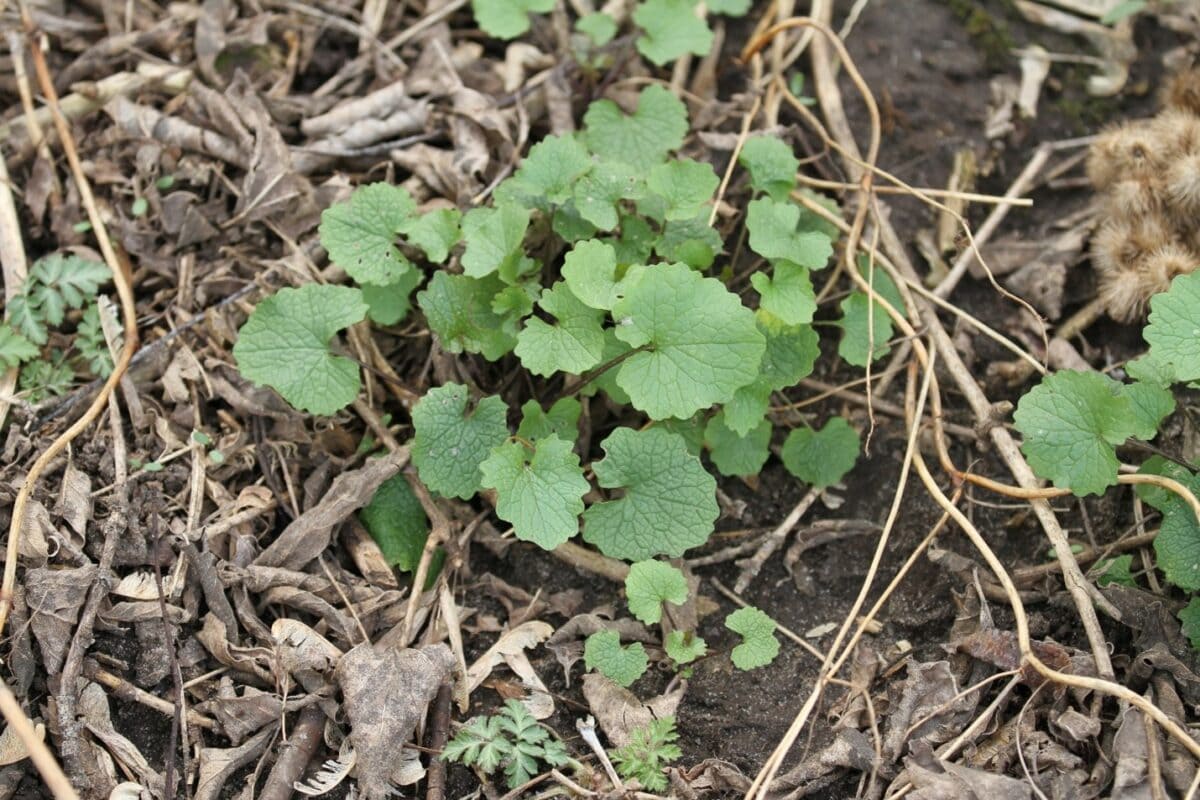 1st year garlic mustard rosette.