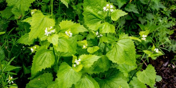 2nd year garlic mustard bolted with white flowers.