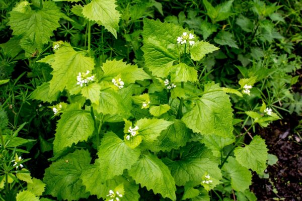 2nd year garlic mustard bolted with white flowers.