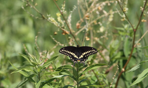 Papilio polyxenes, Eastern Black Swallowtail
