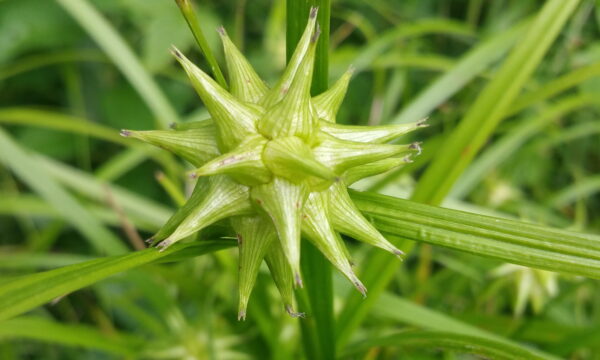 Carex grayii, Bur Sedge