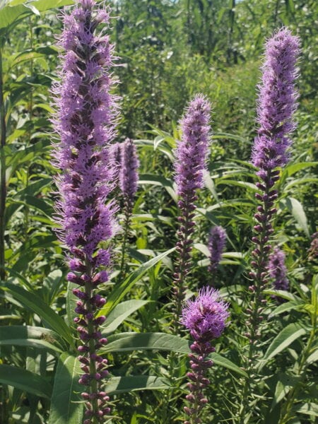 Marsh Blazing Star