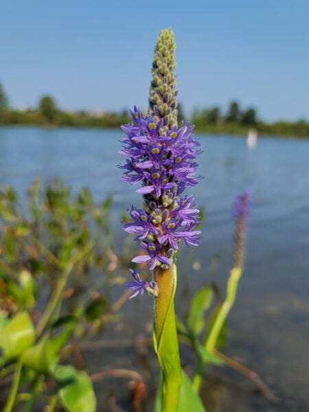 Pickerelweed