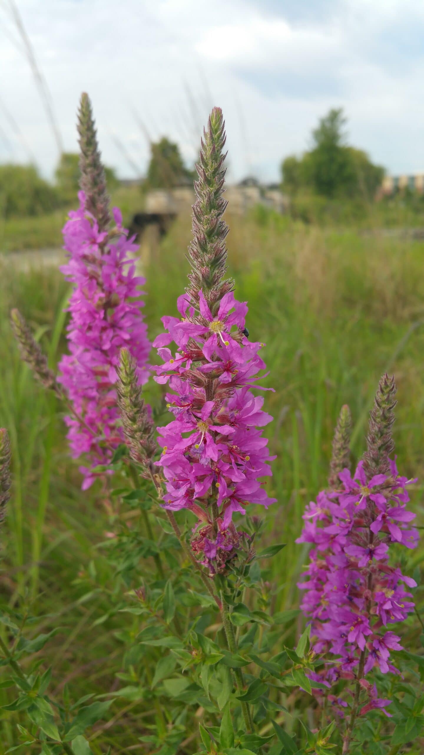 Plant Profile Purple Loosestrife