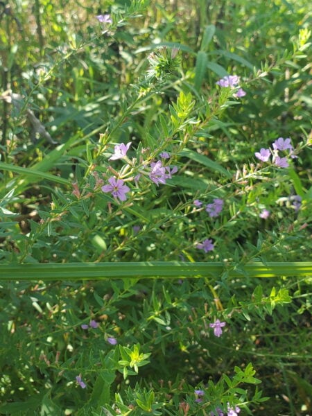 Winged Loosestrife