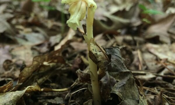 Monotropa uniflora, Ghost Plant or Indian Pipe