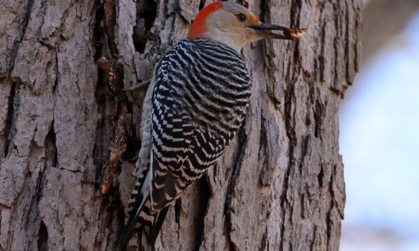 Melanerpes carolinus, Red-Bellied Woodpecker