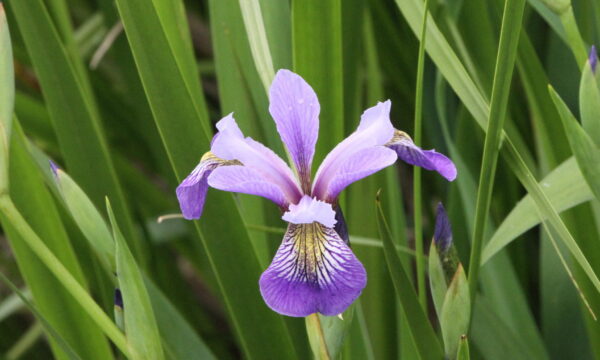Iris virginica var. shrevei