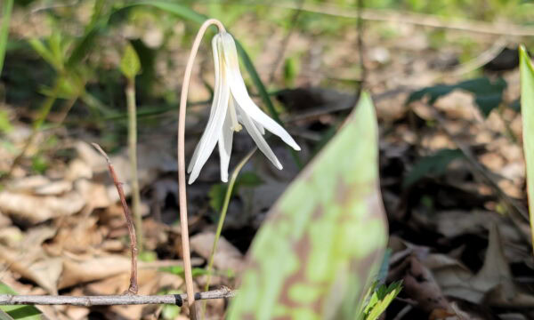 Erythronium albidum, White Trout Lily
