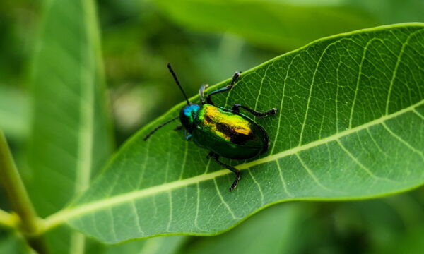 Chrysochus auratus, Dogbane Leaf Beetle