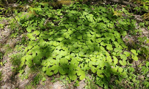 Wild Ginger, (Asarum canadense)