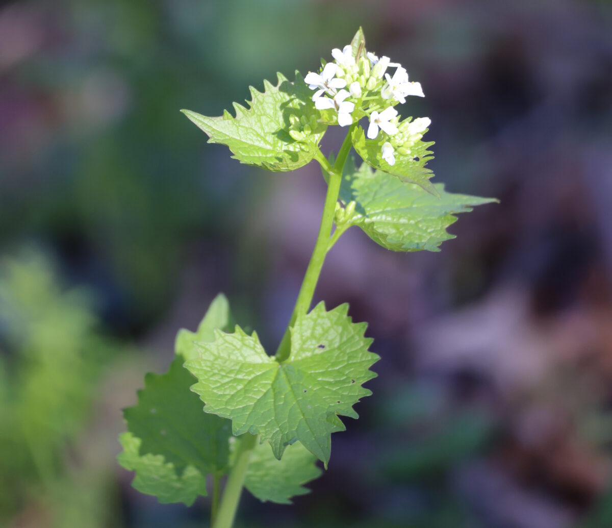 Garlic Mustard