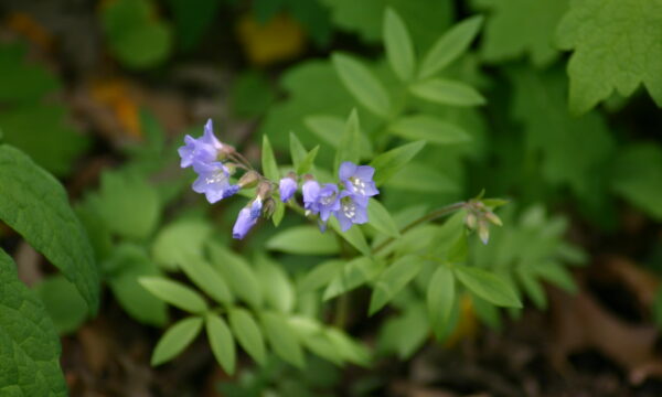 Jacobs Ladder