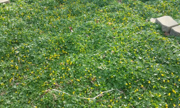 Carpet of lesser celandine crowding out the native spring ephemerals.