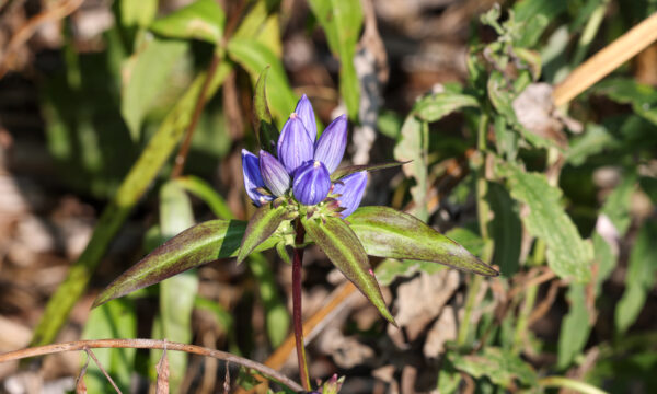 Gentiana andrewsii, Bottle Gentian