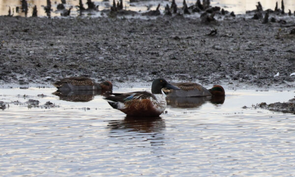 Spatula clypeata, Northern Shoveler