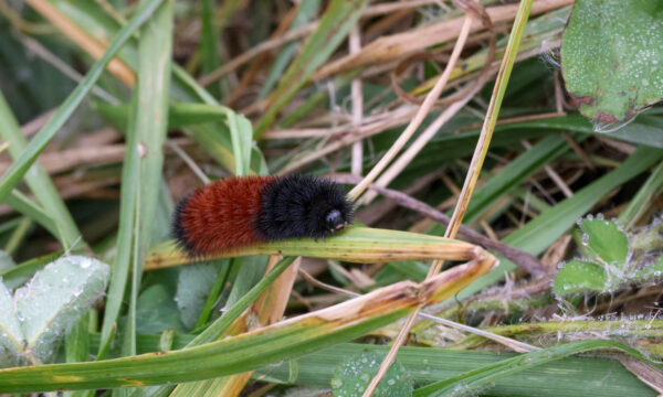 Pyrrharctia isabella, Woolly Bear Caterpillar