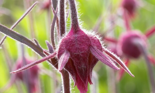 Geum triflorum, Prairie Smoke