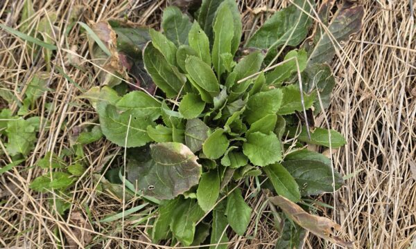 Hesperis matronalis, Dame’s Rocket