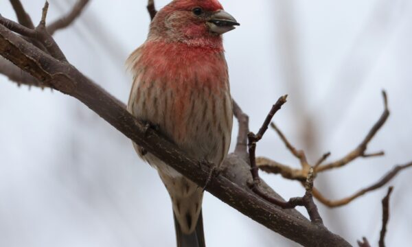 Haemorhous mexicanus, House Finch
