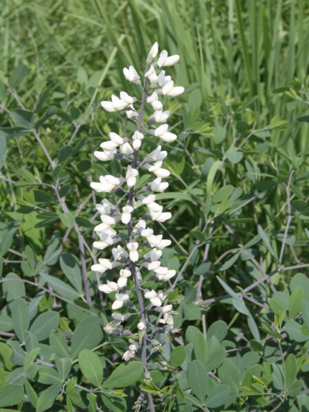 Flower spike of white wild indigo, Baptisia alba.