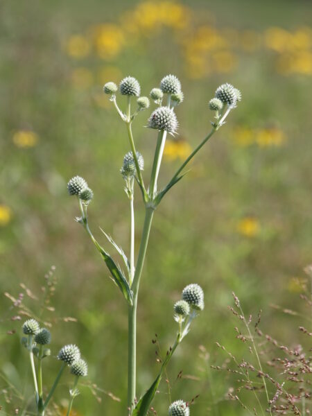 Rattlesnake master eryngium yuccifolium blooming white flower