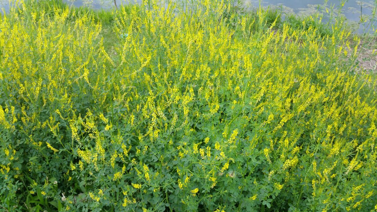 Monotypic stand of flowering yellow sweet clover Melilotus officinalis.