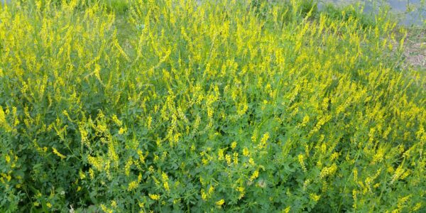 Monotypic stand of flowering yellow sweet clover Melilotus officinalis.