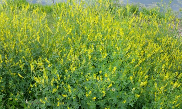 Monotypic stand of flowering yellow sweet clover Melilotus officinalis.