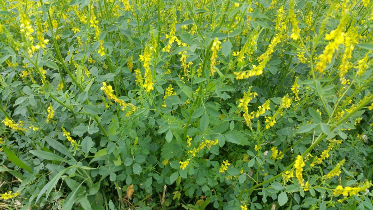 Yellow flowers and leaves of yellow sweet clover Melilotus officinalis.