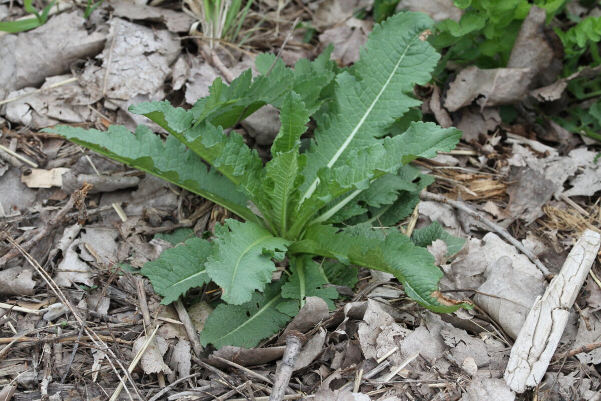 Teasel Dipsacus sp. rosette up close in spring.