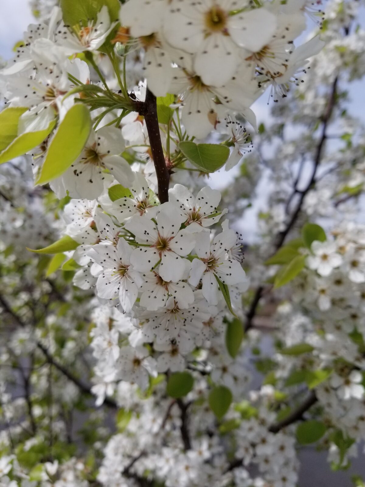 Callery pear, Pyrus calleryana white stinky flowers in spring.