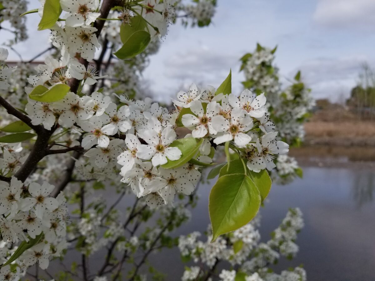 Callery pear, pyrus calleryana close up of white stinky flowers in spring.