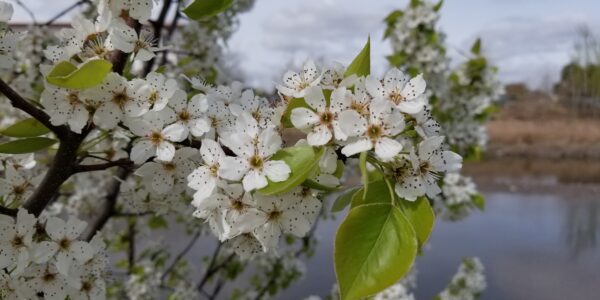 Callery pear, pyrus calleryana close up of white stinky flowers in spring.