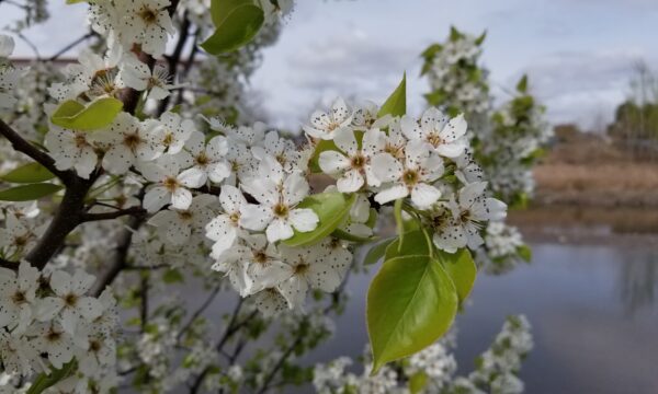 Callery pear, pyrus calleryana close up of white stinky flowers in spring.