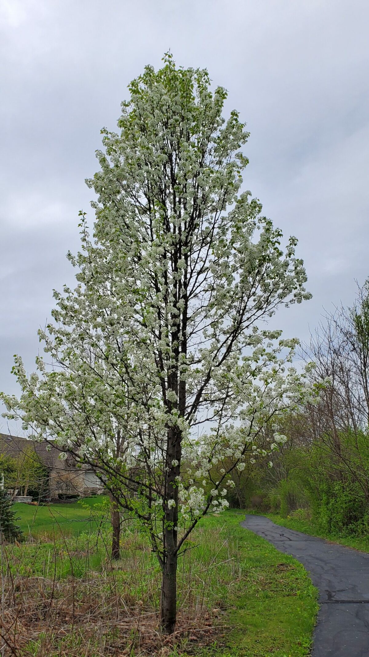 Callery pear, Pyrus calleryana white stinky flowers in spring.