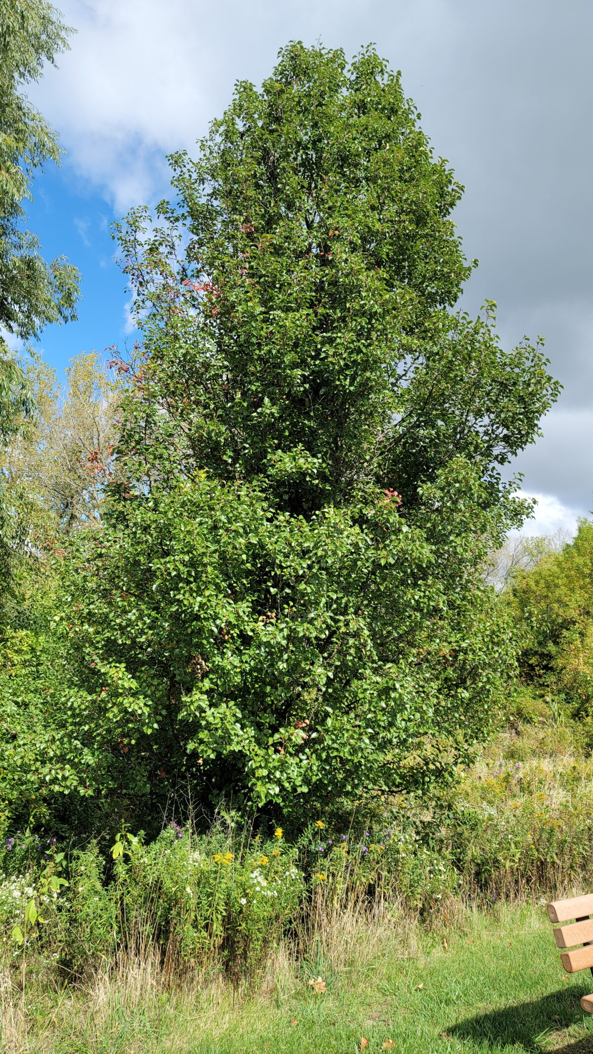 Callery pear, Pyrus calleryana, summer shape and structure when fully leafed out.
