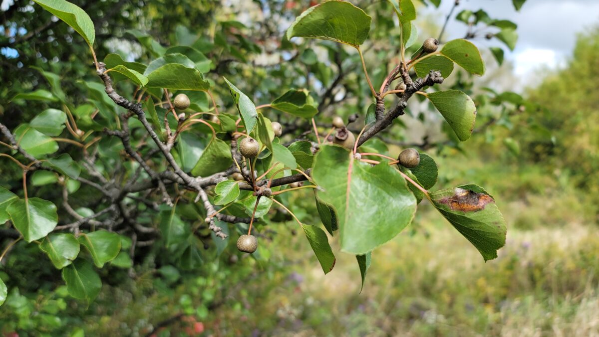 Callery pear, Pyrus calleryana, leaves, twigs and fruit.