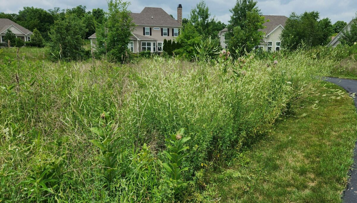 Stand of white sweet clover, Melilotus alba along a path.